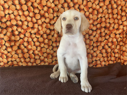 Suffolk Puppies For Sale