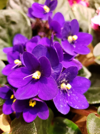 Grocery Store «Safeway», reviews and photos, 3355 Bethel Rd SE, Port Orchard, WA 98366, USA