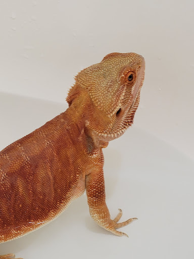 Pet Supply Store «PetSmart», reviews and photos, 2477 Naglee Rd, Tracy, CA 95304, USA