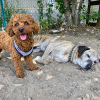 ワンワンマイファミリー