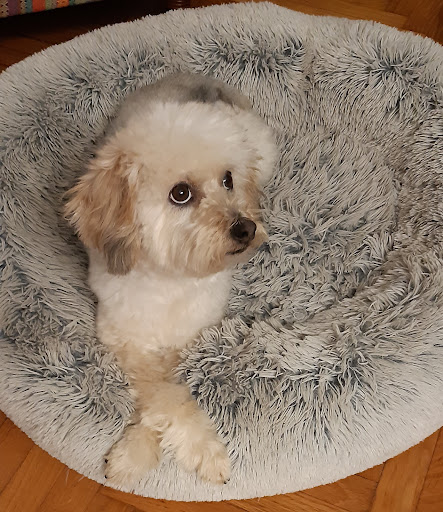 Pensioni per cani e dog hotel a Toelettatura Dog Paradise