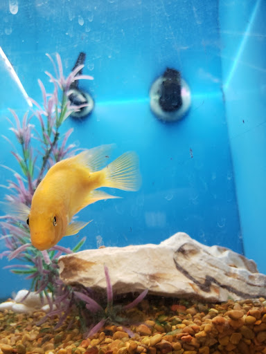 Pet Supply Store «PetSmart», reviews and photos, 4240 S Mooney Blvd, Visalia, CA 93277, USA