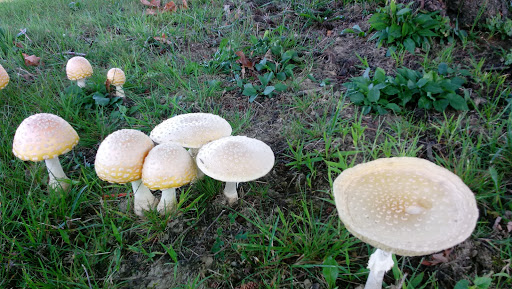 Public Golf Course «J.C. Martin Golf Course», reviews and photos, 652 Shunpike Rd, Erie, PA 16508, USA