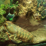 Photo n°2 de l'avis de Susi. fait le 11/09/2020 à 05:05 sur le  Ristorante Pizzeria La Bussola à Forio