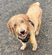 East Bay Dog Adventures - Photo 3 - Car repair in Oakland, CA, Concord