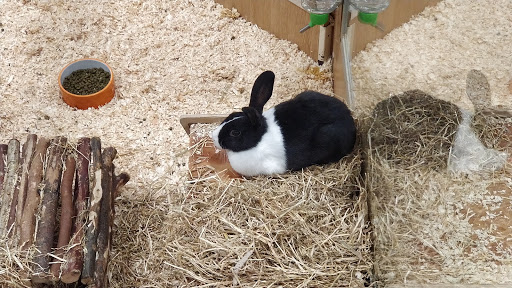 Rabbits for sale Milton Keynes