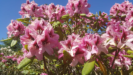 Parkering Arboretet Dalsmyra