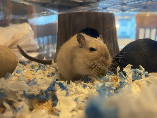 Pet Supply Store «PetSmart», reviews and photos, 1550 Butterfield Rd, Downers Grove, IL 60515, USA