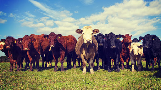 Livestock producer Winnipeg