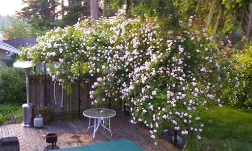 Golf «Tapps Island Golf Course», reviews and photos, 20818 Island Pkwy E, Lake Tapps, WA 98391, USA