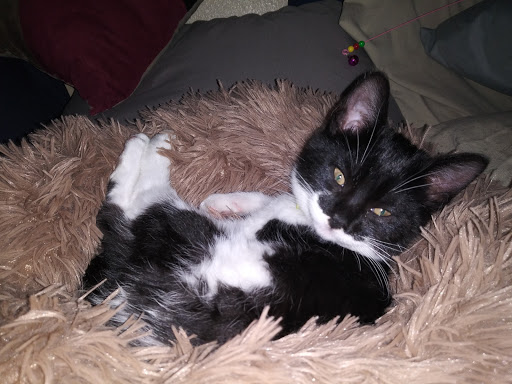 Pet Supply Store «Petco Animal Supplies», reviews and photos, 26209 104th Ave SE, Kent, WA 98030, USA