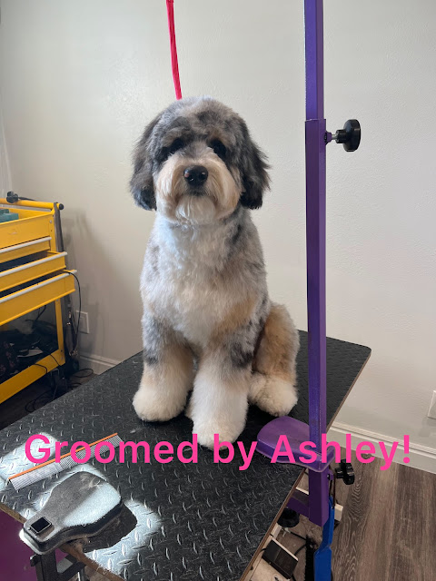 K9 Design Pet Grooming