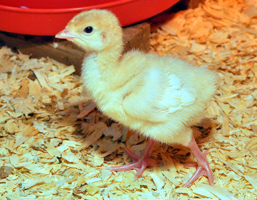 Animal Feed Store «Burns Feed Store», reviews and photos, 29215 SE Orient Dr, Gresham, OR 97080, USA