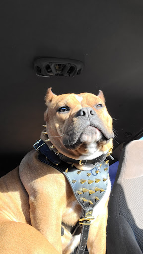 Chevrolet Dealer «Titus-Will Chevrolet», reviews and photos, 11011 Pacific Ave S, Tacoma, WA 98444, USA