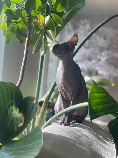 Pet Supply Store «PetSmart», reviews and photos, 5485 Touhy Ave, Skokie, IL 60077, USA