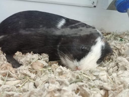 Pet Supply Store «Petco Animal Supplies», reviews and photos, 2435 N Hwy 67, Florissant, MO 63033, USA