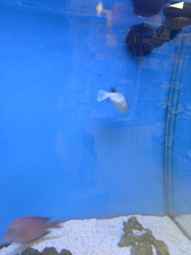 Pet Store «Odd Lot Pet Shop», reviews and photos, 7769 S Harlem Ave, Bridgeview, IL 60455, USA