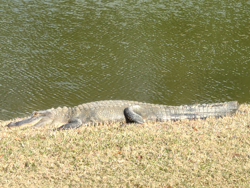 Golf Course «Tarpon Springs Golf Course», reviews and photos, 1310 S Pinellas Ave, Tarpon Springs, FL 34689, USA