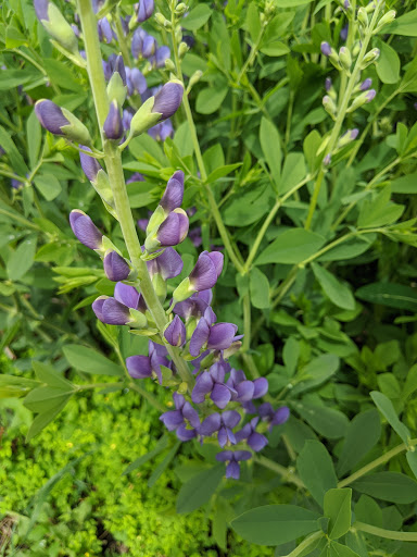 Nature Preserve «Rudy Kraemer Nature Preserve», reviews and photos, 12799 Chowen Ave S, Burnsville, MN 55337, USA