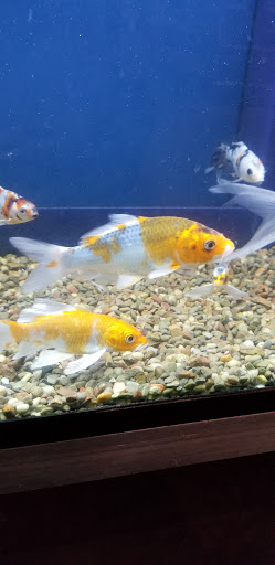 Pet Store «Pet Kingdom», reviews and photos, 4650 S Cleveland Ave, Fort Myers, FL 33907, USA