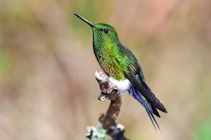 Hummingbirds Observatory image