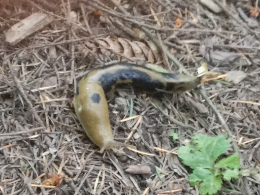 Park «EVERGREEN PARK», reviews and photos, 2615 NW 194th Terrace, Hillsboro, OR 97124, USA