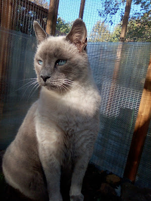 Chat des Bois - Pension Féline à Martiel