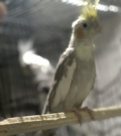 Fatima's Feathered Friends and Rescue