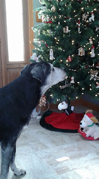 The Pampered Pup, Inc. - Photo 5 - Car repair in Bartlett, IL, Elgin