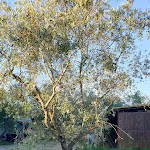 Photo n°2 de l'avis de Stephanie.. fait le 16/06/2021 à 08:55 sur le  Il Sambuco à Uopini