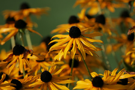 Golf Course «Washington National Golf Club», reviews and photos, 14330 SE Husky Way, Auburn, WA 98092, USA