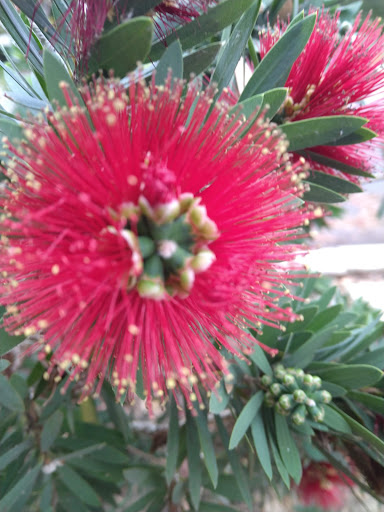 Park «University Community Park», reviews and photos, 1 Beech Tree Ln, Irvine, CA 92612, USA