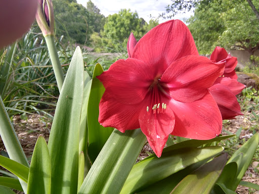 Zoo «Caldwell Zoo», reviews and photos, 2203 W Martin Luther King Jr Blvd, Tyler, TX 75702, USA