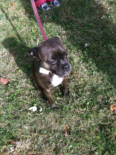 Fence Contractor «Stay Put Doggy», reviews and photos, 401 E Paul St, Westport, IN 47283, USA