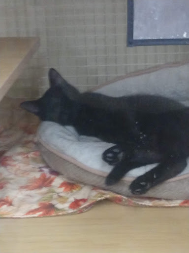 Pet Supply Store «Petco», reviews and photos, 3434 Court St, Pekin, IL 61554, USA