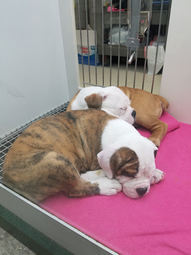 Pet Store «Petland», reviews and photos, 2123 Old Hudson Rd, St Paul, MN 55119, USA