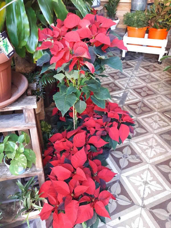 Imagen de Floristeria La Plata (16 de 30)