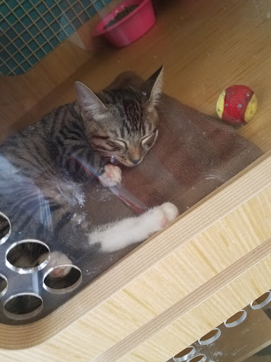 Pet Supply Store «Petco Animal Supplies», reviews and photos, 3060 Evans St #105, Greenville, NC 27834, USA