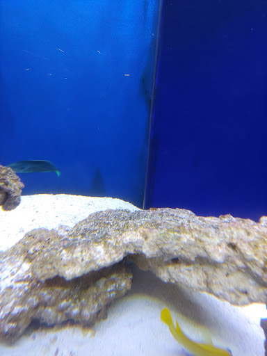 Tropical Fish Store «Marine Solutions», reviews and photos, 20 Triad S Dr, St Charles, MO 63304, USA