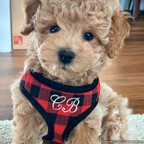 Sassy Dog Fashions - Photo 3 - Car repair in Northampton, PA, Allentown