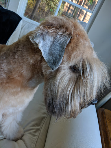 Dog's Best Friend & The Cat's Meow