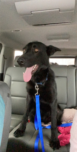 Pet Boarding Service «Alpha Pet Boarding & Grooming», reviews and photos, 7904 Veterans Memorial Hwy, Scottsville, KY 42164, USA