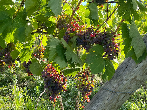 Winery «Sunset Meadow Vineyards», reviews and photos, 599 Old Middle St, Goshen, CT 06756, USA