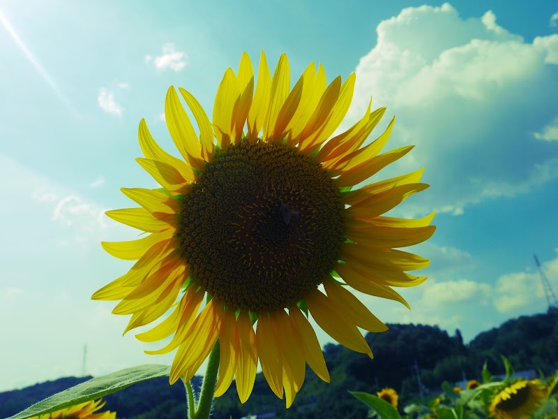五條市上野町 こうずけちょう ひまわり園 奈良県五條市上野町 観光名所 観光名所 グルコミ