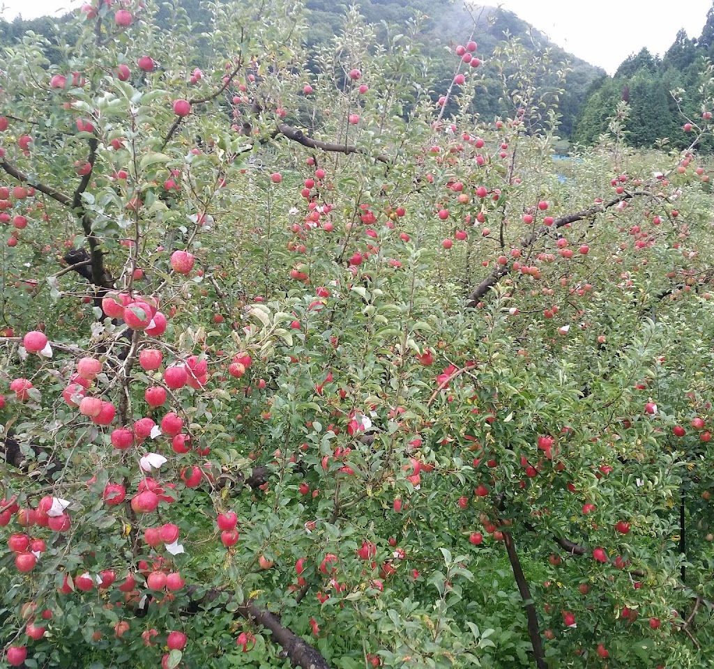 大坂リンゴ園