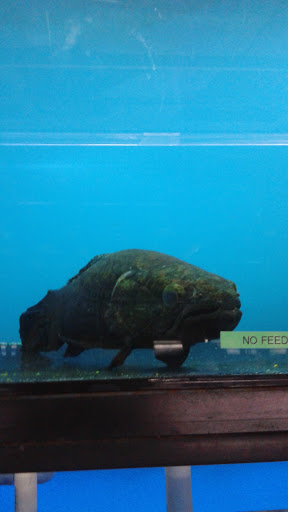 Tropical Fish Store «Exotic Aquarium», reviews and photos, 6643 Franklin Blvd, Sacramento, CA 95823, USA