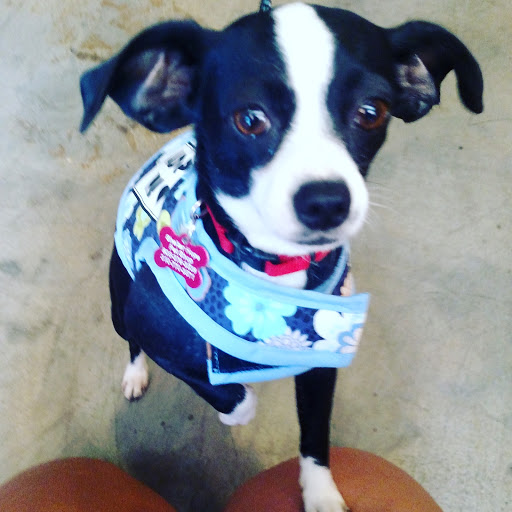 Pet Supply Store «The Naked Dog (Protein For Pets)», reviews and photos, 712 N Moorpark Rd, Thousand Oaks, CA 91360, USA