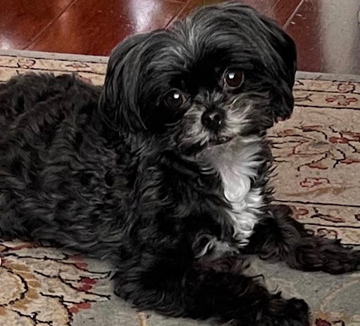 Pet Store «The Pet Set - Midtown», reviews and photos, 976 Piedmont Ave NE, Atlanta, GA 30309, USA