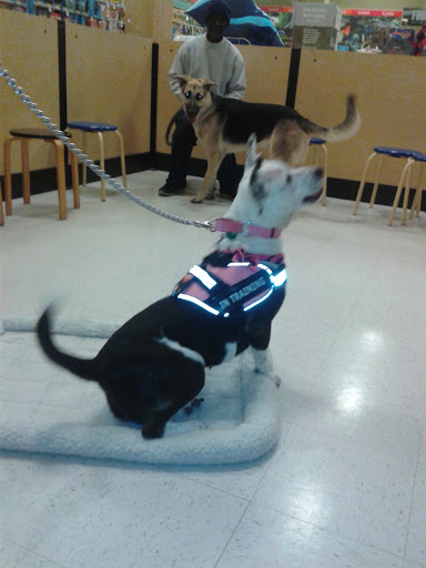 Pet Supply Store «PetSmart», reviews and photos, 11331 Causeway Blvd, Brandon, FL 33511, USA