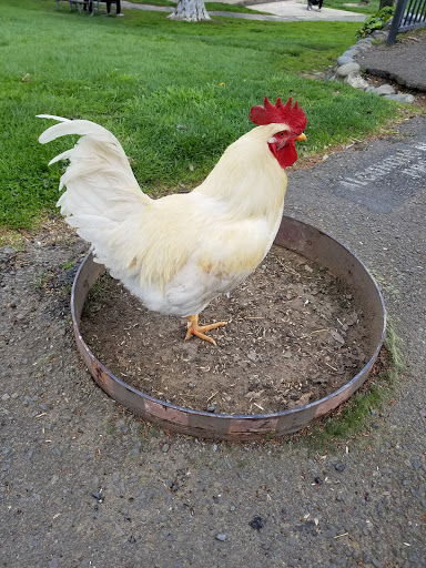 Pet Store «Village Pets», reviews and photos, 8522 Madison Ave, Fair Oaks, CA 95628, USA